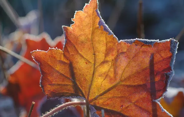 Картинка осень, макро, лист, изморозь