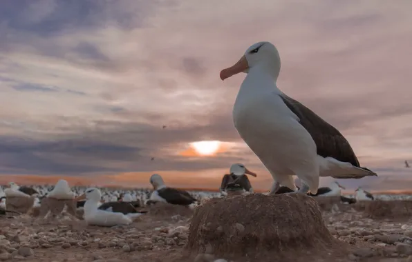 Картинка закат, птицы, колония, Чернобровый альбатрос