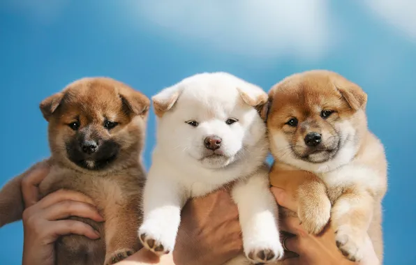 Картинка собаки, фон, щенки, малыши, трио, троица, Сиба-ину, пёсики