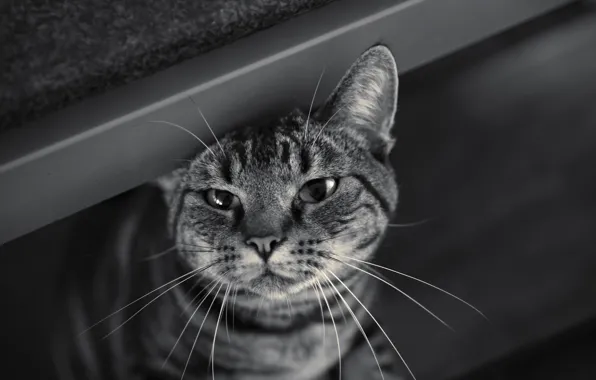 Картинка кошка, кот, усы, взгляд, морда, черно-белое, полосатый