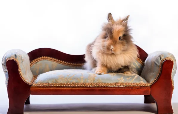 Пушистый, кролик, диванчик