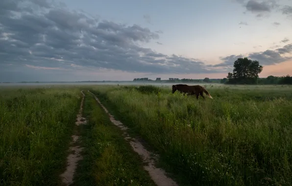 Дорога, поле, лето, трава, конь, лошадь