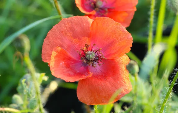 Red, flower, poppy
