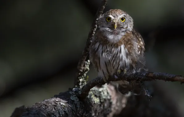 Картинка взгляд, ветки, сова, птица, сыч