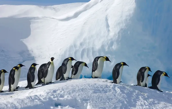 Птицы, Антарктида, императорский пингвин, Сноу-Хилл