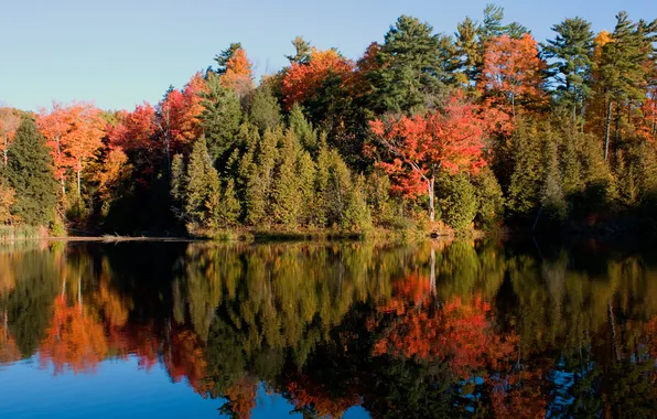 Картинка лес, вода, зеркало, scanlon creek