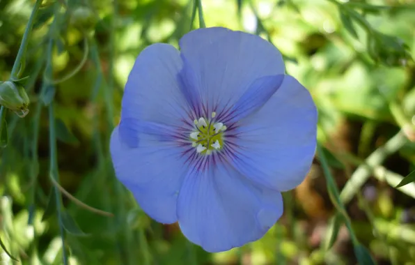 Картинка Макро, Macro, Голубой цветок, Blue flower