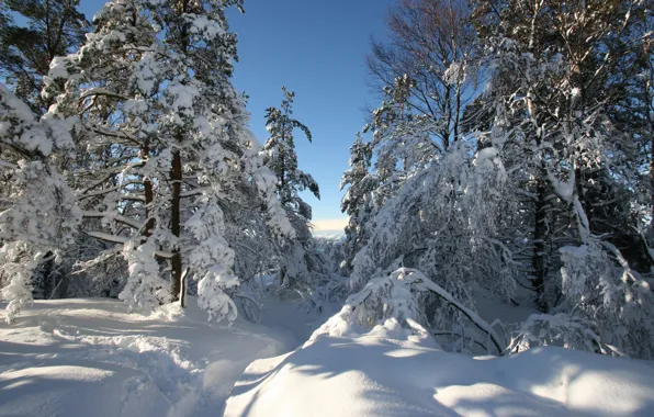Картинка сугробы, снег, зима, деревья, Хордаланн, тропинка, Норвегия