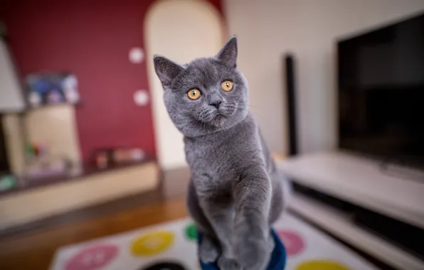 Кошка, кот, взгляд, поза, котенок, серый, комната, мордашка