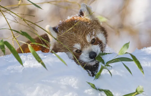 Картинка зима, снег, ветка, бамбук, красная панда, firefox, малая панда, ©Tambako The Jaguar