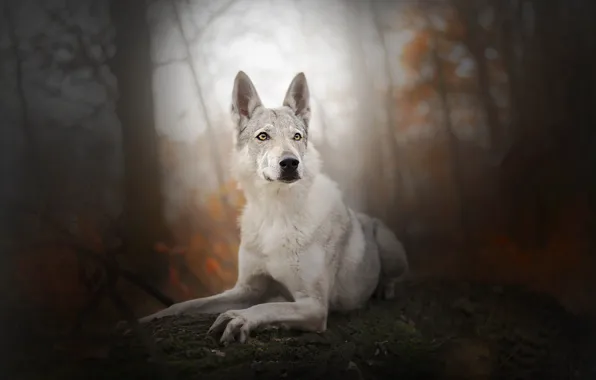 Осень, друг, собака