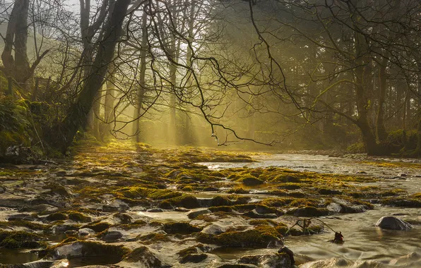 Картинка лес, свет, деревья, туман, река, ручей, камни, поток