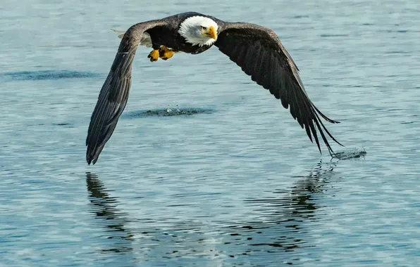 Картинка big, bird, american, bold eagle