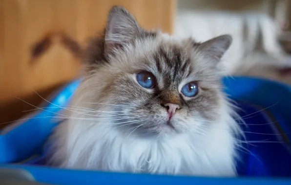 Кошка, кот, взгляд, поза, портрет, голубые глаза, мордашка, синяя