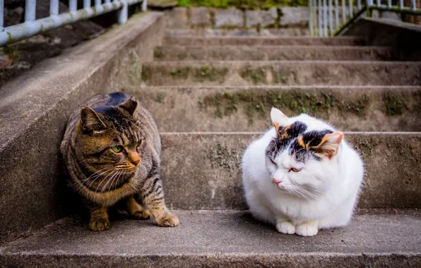 Картинка кот, пара, ступеньки