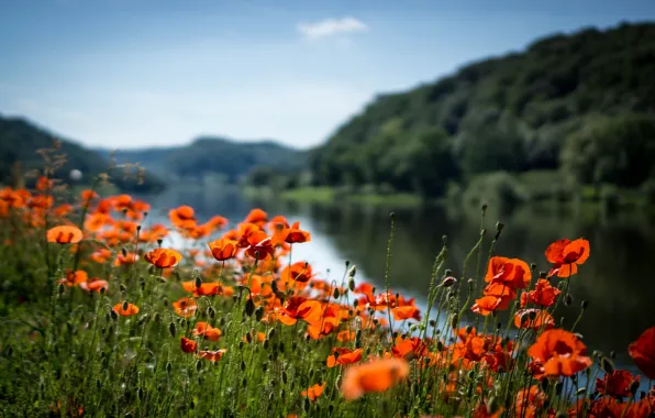 Картинка лето, река, маки