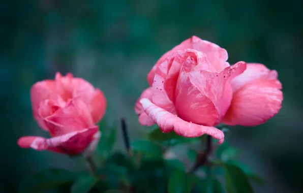 Розы, розовые, бутоны