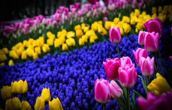 Картинка цветы, весна, желтые, тюльпаны, розовые, клумба, синие