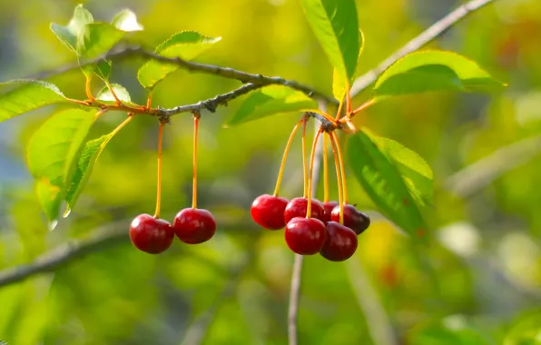 Cherry, fruits, twig