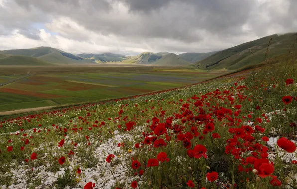 Картинка поле, цветы, горы, холмы, маки, луг, Италия