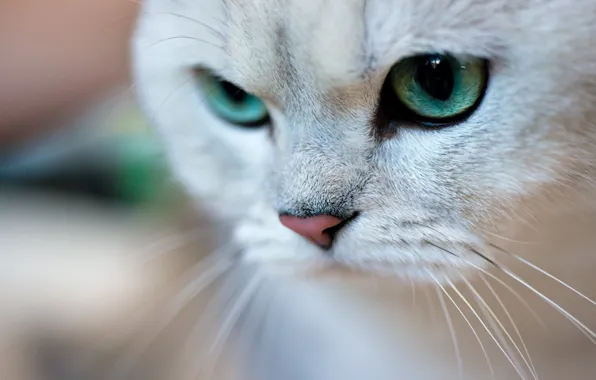 Кошка, кот, морда, портрет, зеленые глаза