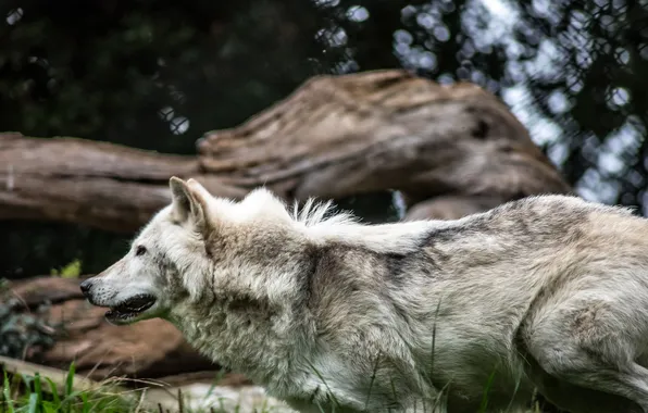 Картинка nature, snow, predator, face, animal, wolf, wildlife, portrait
