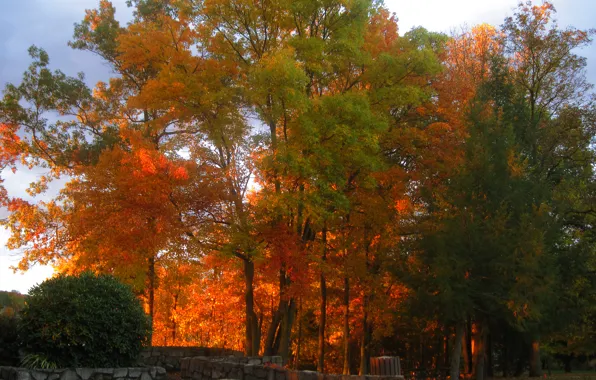 Осень, деревья, природа, парк, Nature, trees, park, autumn