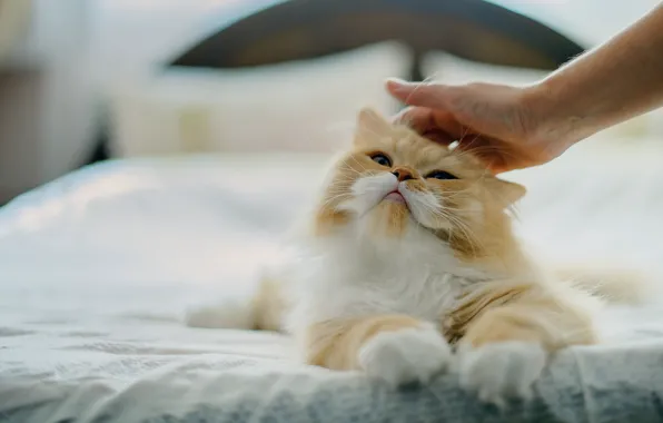 Картинка кошка, кот, любовь, настроение, кровать, рука, ласка, персидская кошка