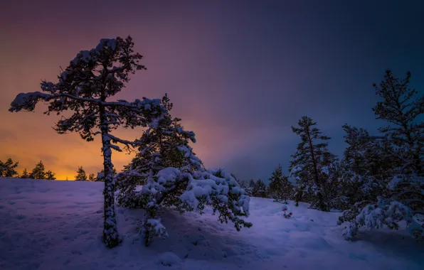 Картинка зима, снег, деревья, закат, Финляндия, Finland, Варсинайс-Суоми, Southwest Finland