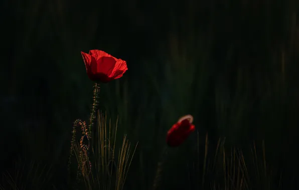 Цветок, природа, мак
