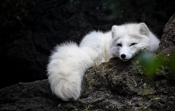 Картинка nature, animal, wildlife, white fox