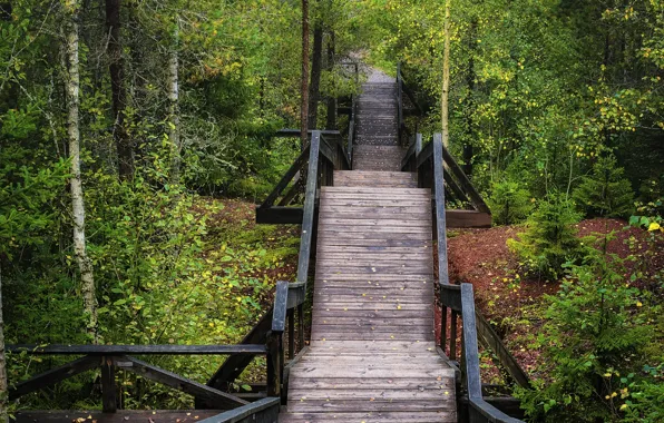 Осень, лес, мост, forest, bridge, Autumn, fall