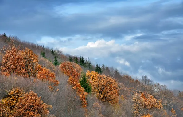 Картинка осень, небо, облака, деревья, склон, кусты