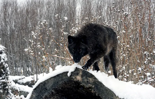 Картинка nature, predator, animal, wolf, wildlife, portrait, portrait., Canis lupus. face
