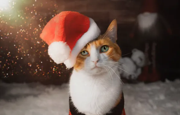 Кошка, кот, взгляд, поза, Рождество, Новый год, мордашка, новогодние украшения