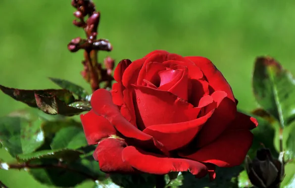 Картинка красный, розы, red, rose