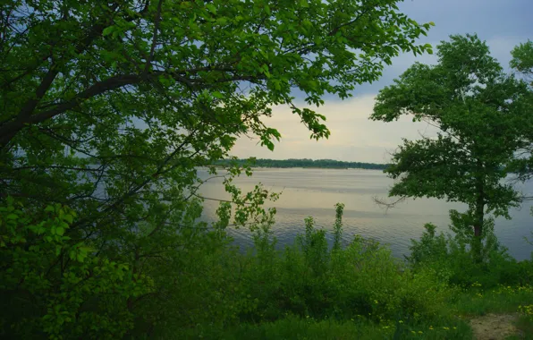 Зелень, деревья, река, берег, Днепр