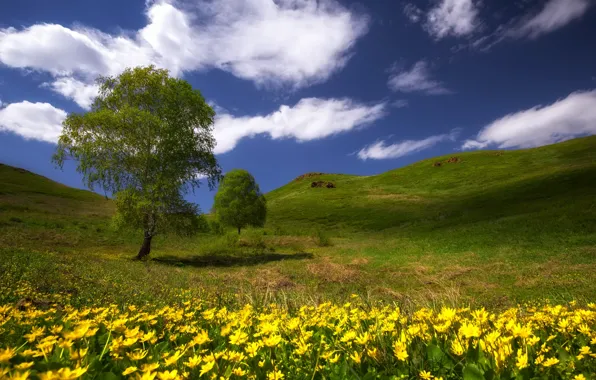 Картинка зелень, трава, облака, степь, тепло, дерево, холмы, весна