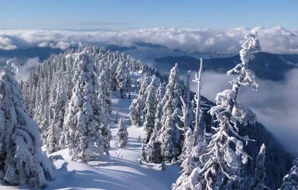Картинка зима, лес, облака, снег, деревья, горы, Канада, панорама
