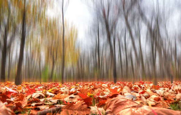 Осень, лес, листья, деревья, парк
