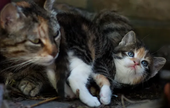 Кошка, кот, поза, котенок, маленький, малыш, мордочка, котёнок