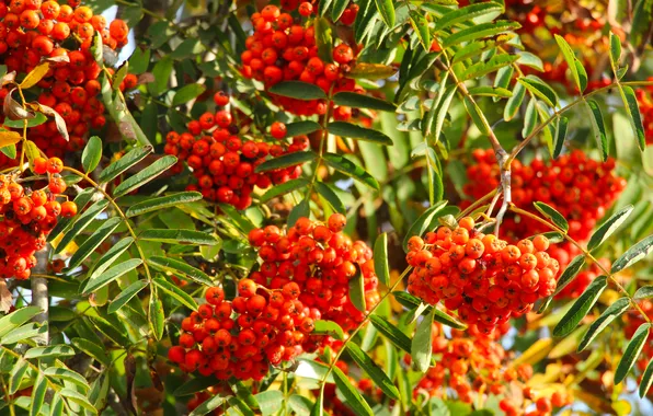 Red, fruit, twig, mountain ash