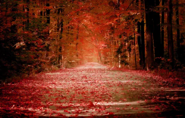 Дорога, осень, листья, красный, аллея, листопад
