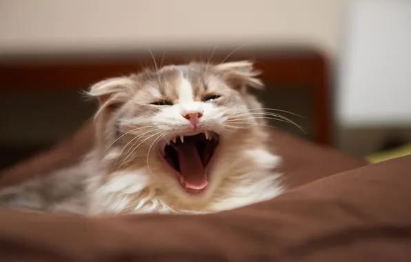 Картинка кошка, усы, морда, пасть, зевает