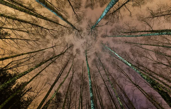 Картинка лес, небо, деревья