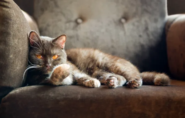 Картинка кошка, кот, кресло, смотрит, британский кот, british shorthair