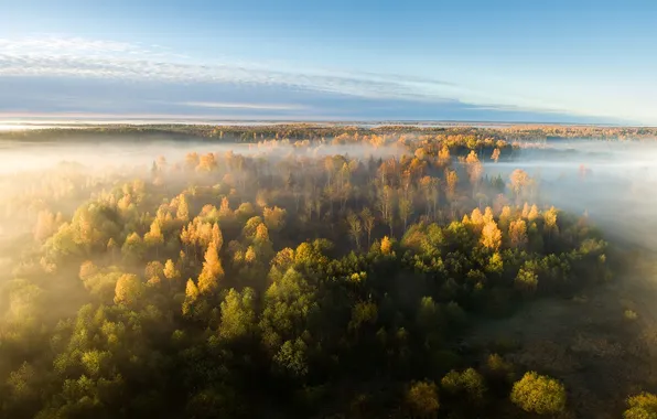 Осень, лес, туман, вид с высоты