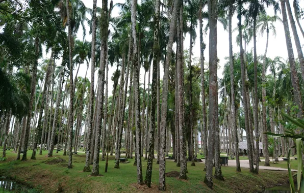 Картинка Palm garden, Paramaribo, Palmentuin