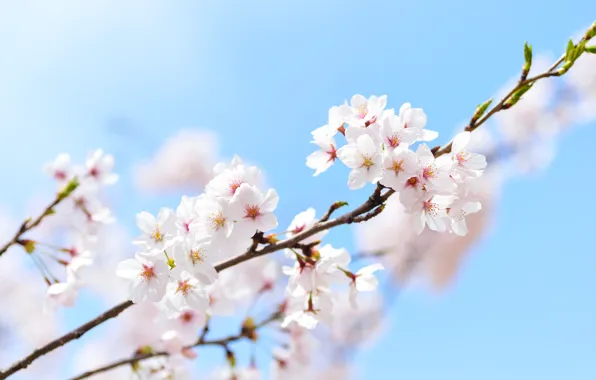 Небо, весна, сакура, macro, sakura, spring, branch
