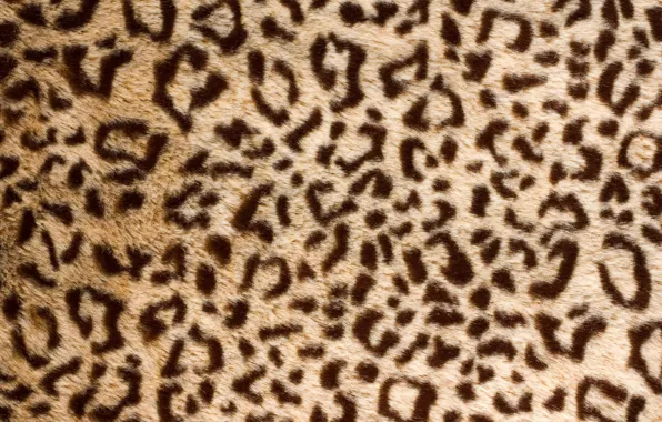 Картинка шкура, мех, leopard, texture, animal, fur